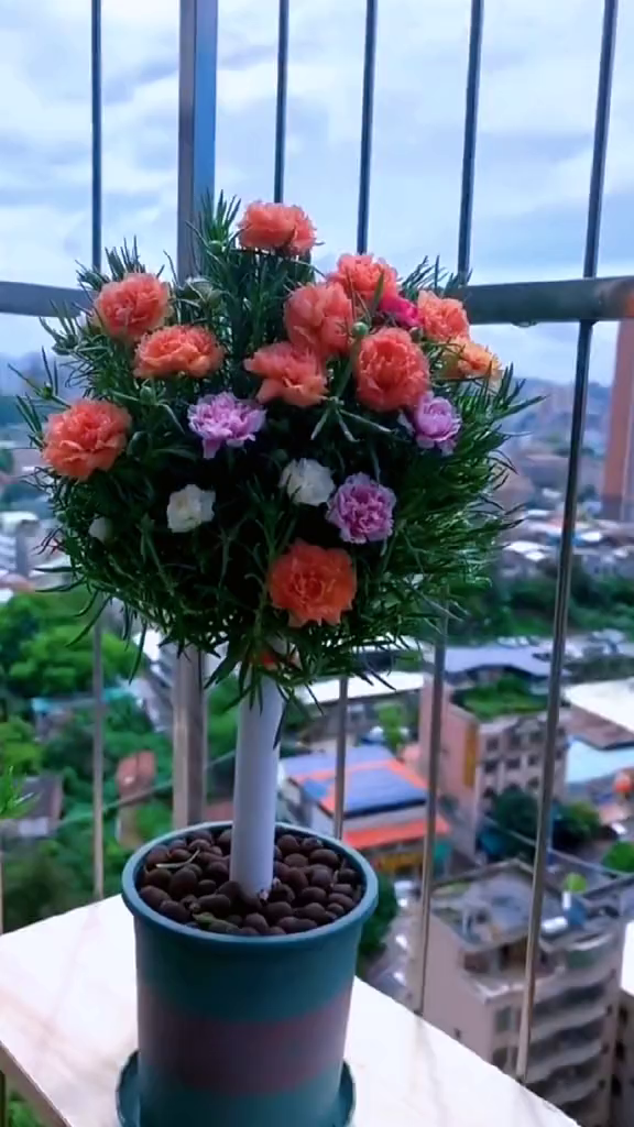 太阳花棒棒糖造型养花小技巧-度小视