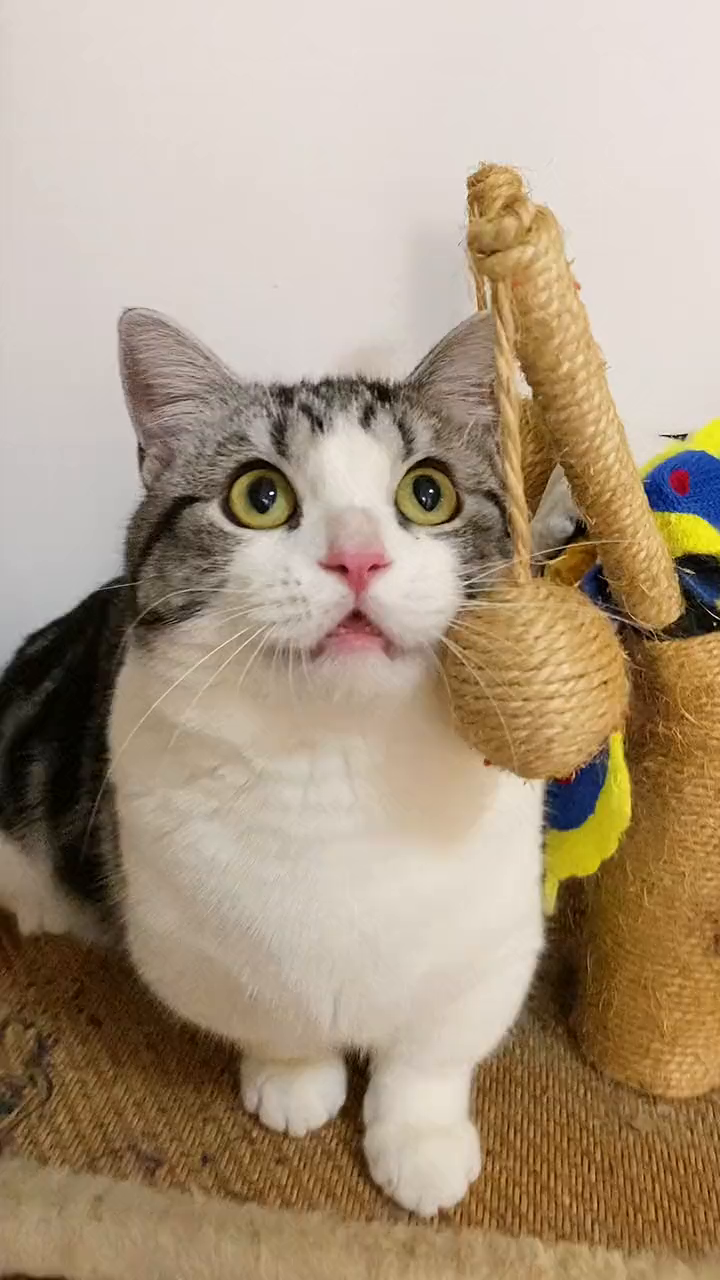传说中的"目瞪口呆"……猫里猫气萌宠出道练习