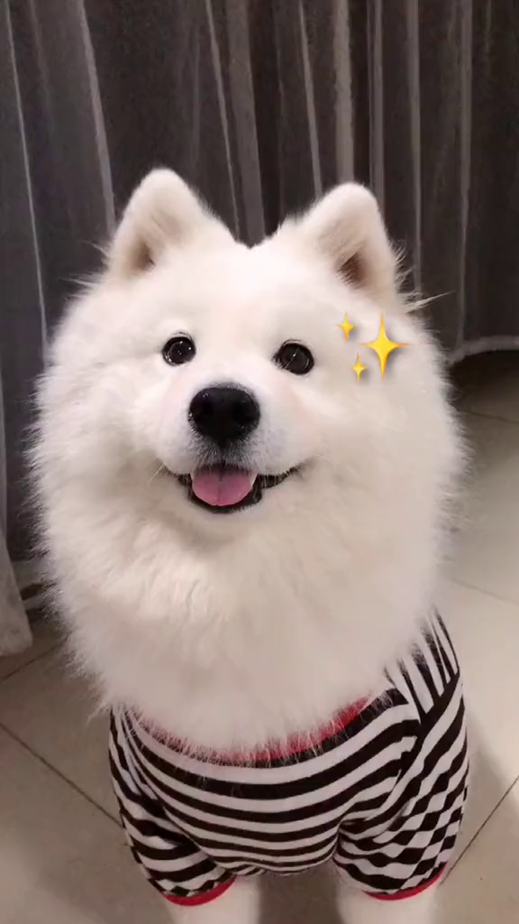 被香肠收买的狗子萨摩耶微笑天使萨摩耶-度小视