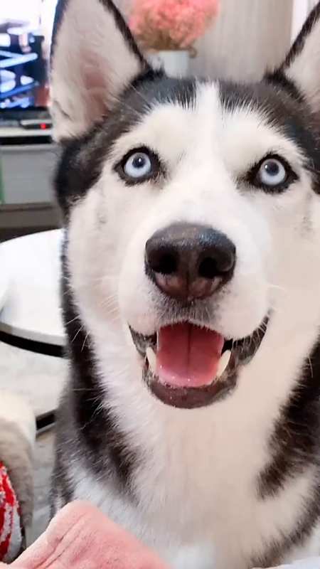 家庭地位知道了吧家有萌宠二哈哈士奇傻狗的日常-度小视