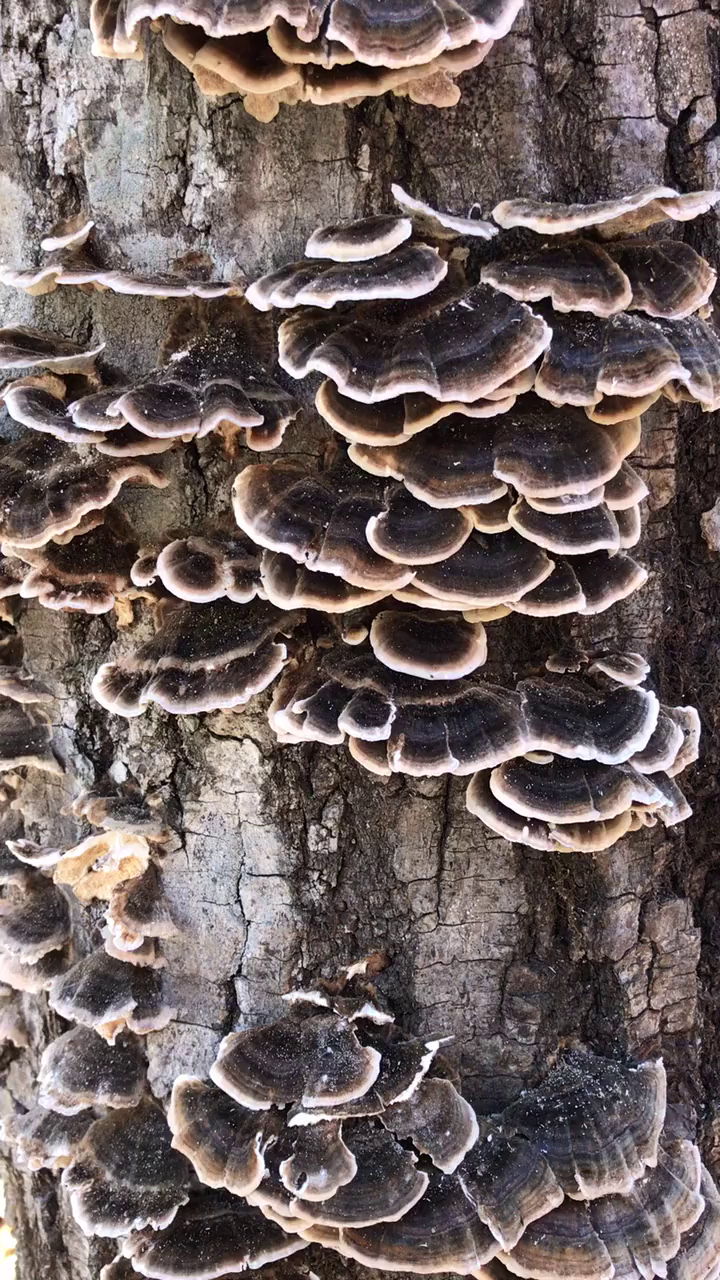 云芝蘑,学名彩云革盖菌,云芝大枣蜂蜜茶的云芝