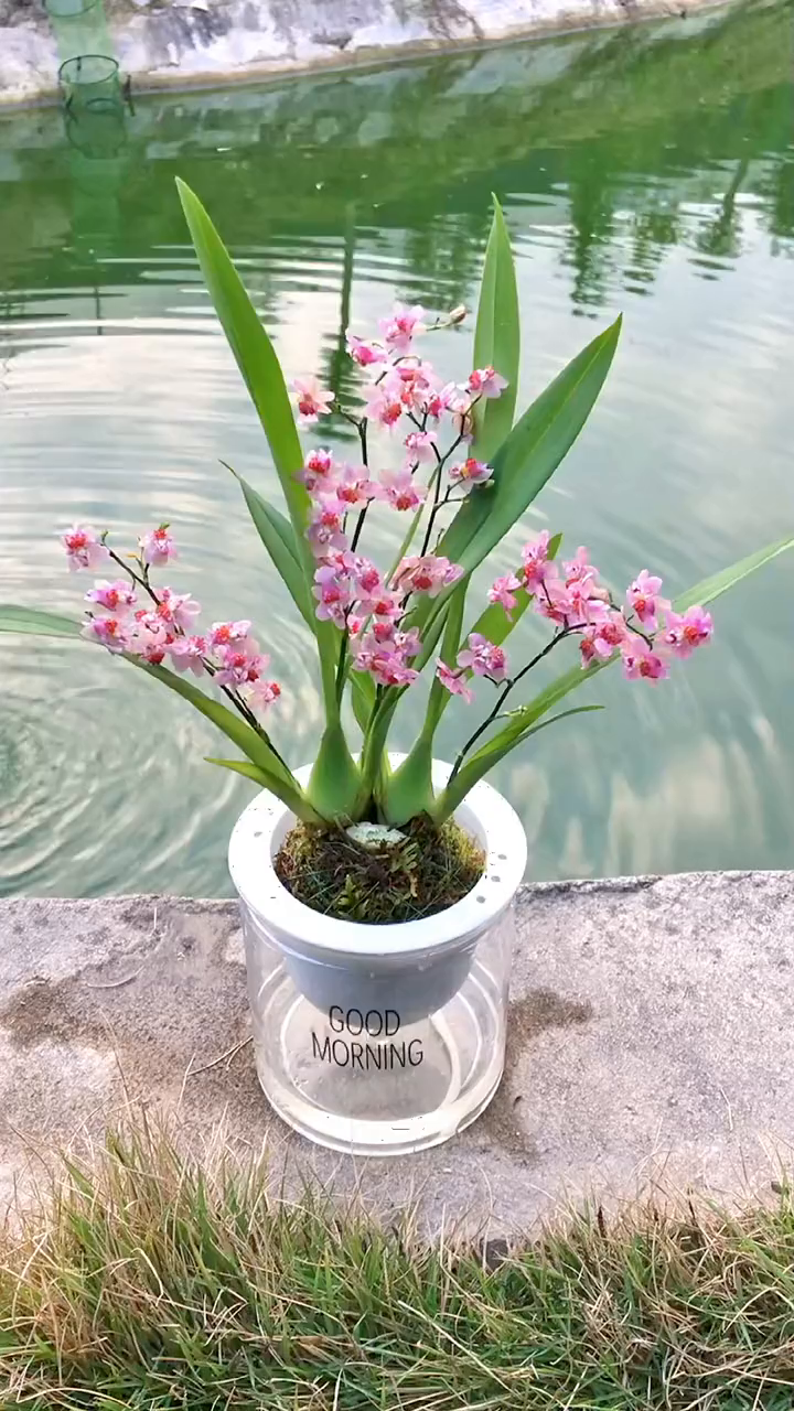 好看好养花开又香的文心兰兰花家庭养花花卉绿植-度小视