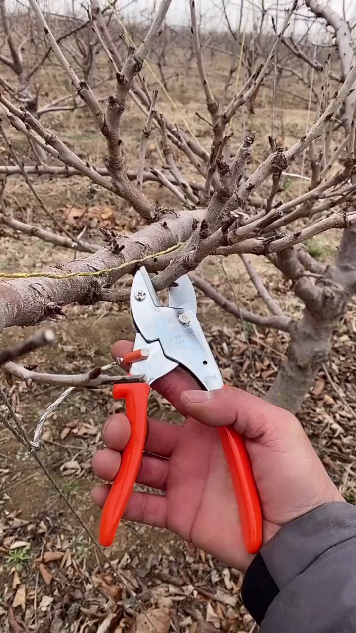 车厘子大樱桃树如何修剪,学会的双击支持