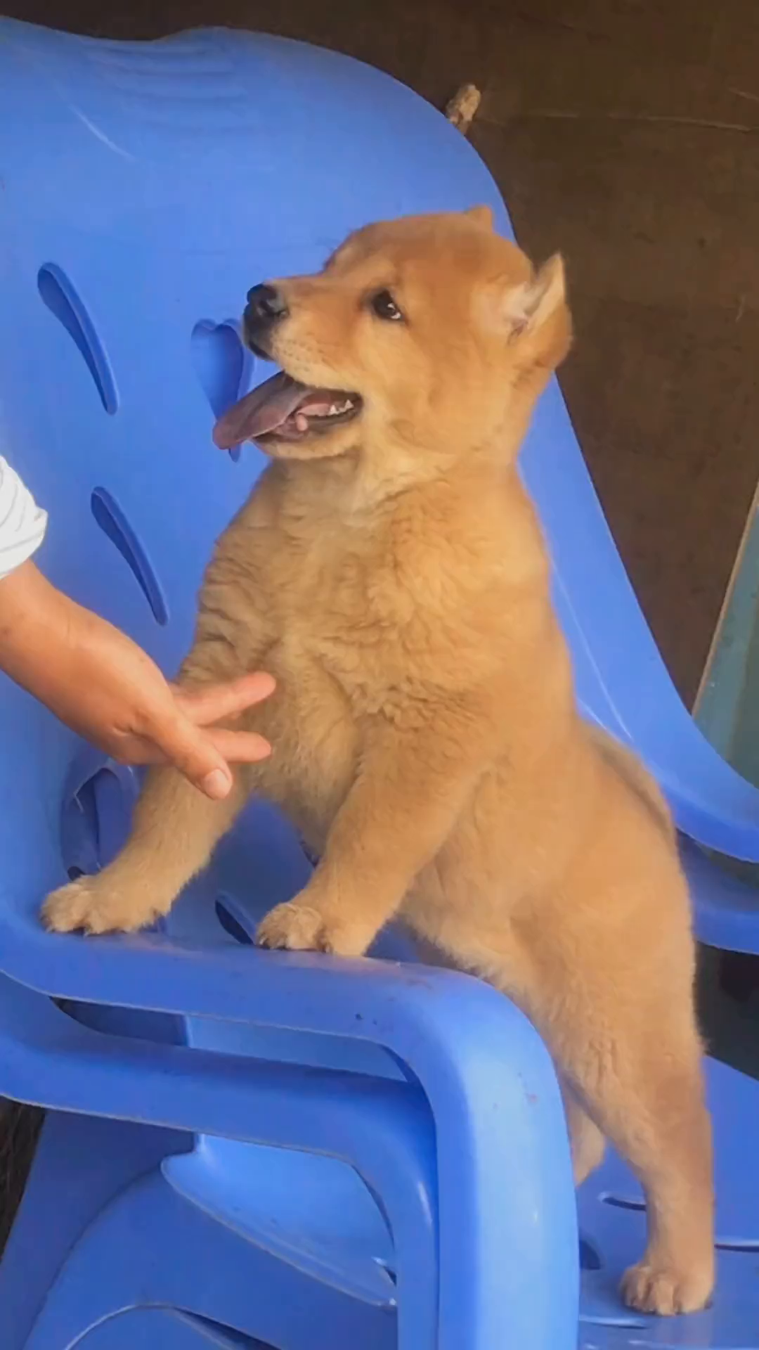 正宗的中华大黄狗