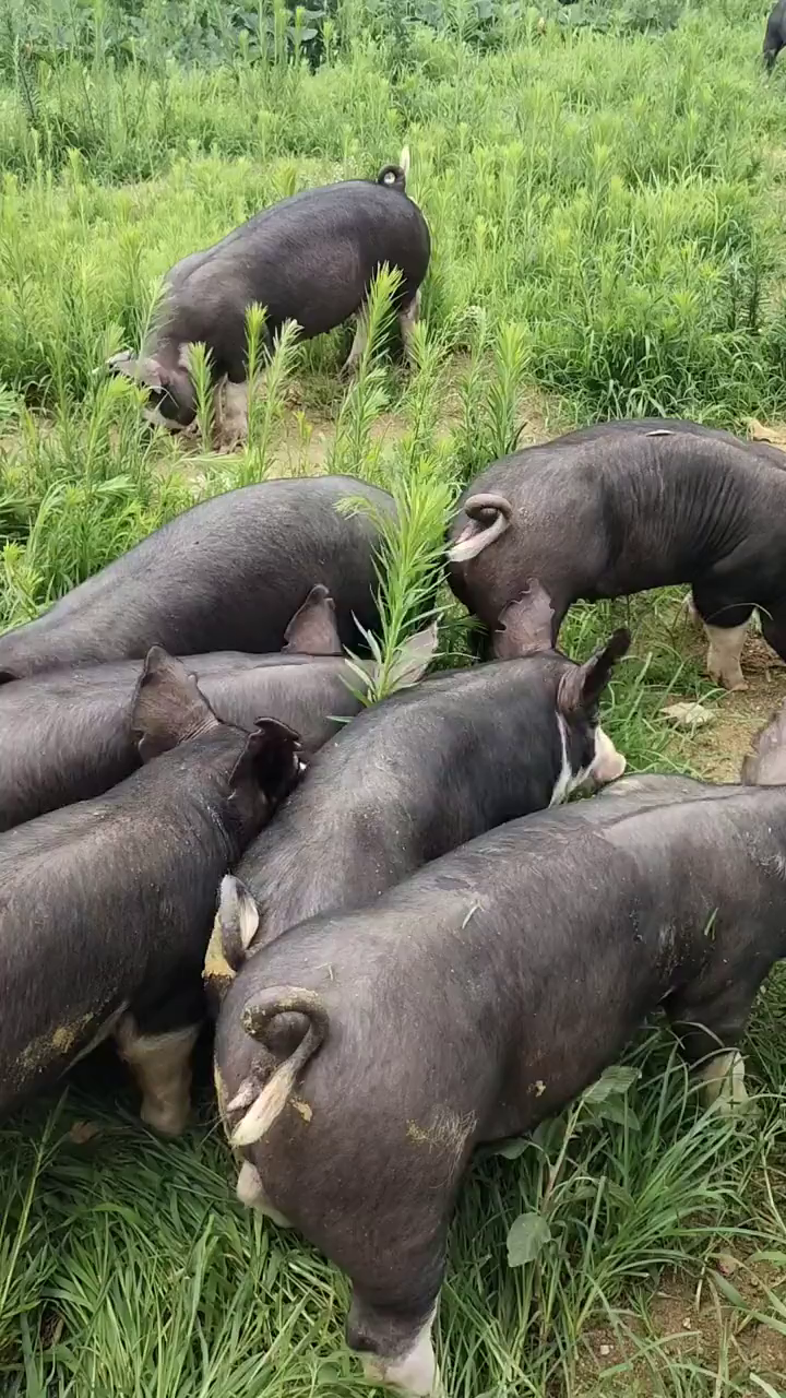 新美系巴克夏种猪体型好真正的雪花肉品种!-度小视