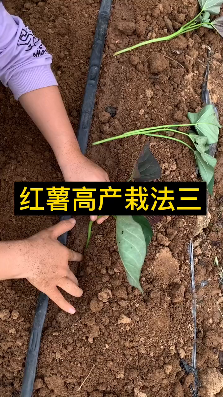 红薯栽种方法图片