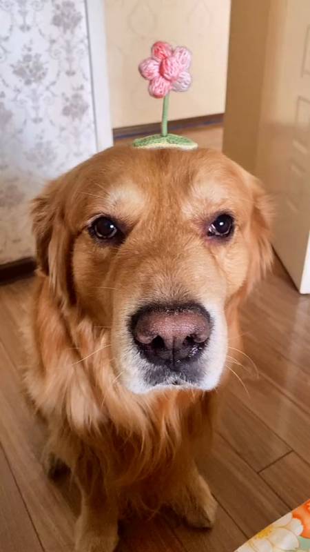 大家好,辛巴今天是傻瓜!家有傻狗-度小视