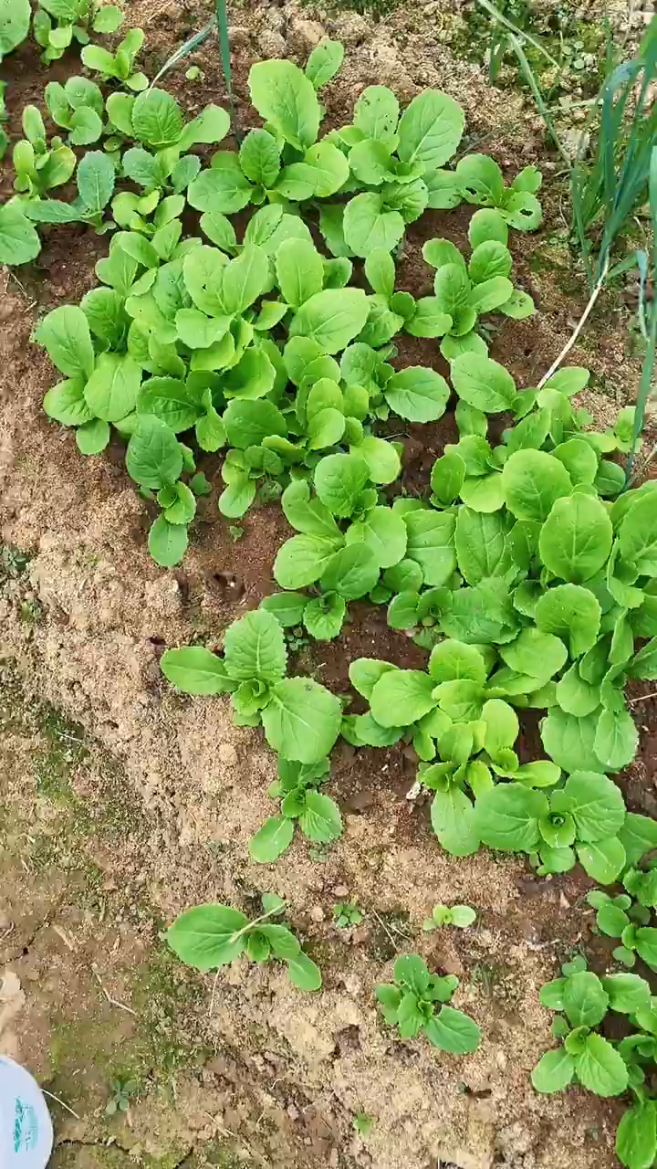 菜地里的小白菜这样拍