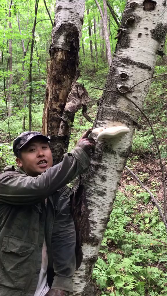 桦树上长的白灵芝图片图片