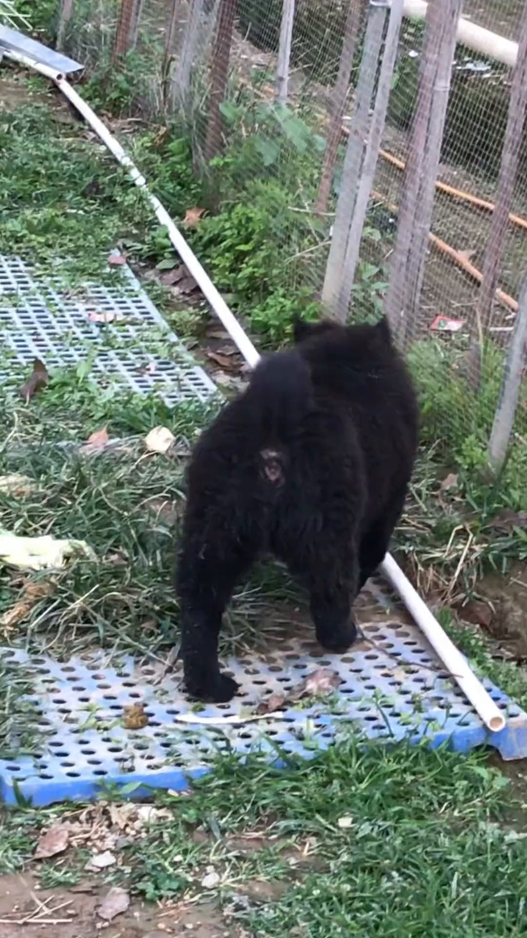 黑色土松犬,毛绒绒的小狗熊
