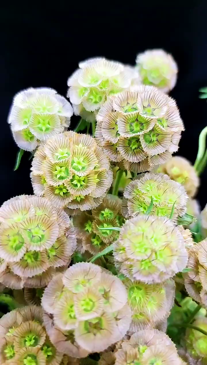 风车果,风干后依然能保持原样的花材