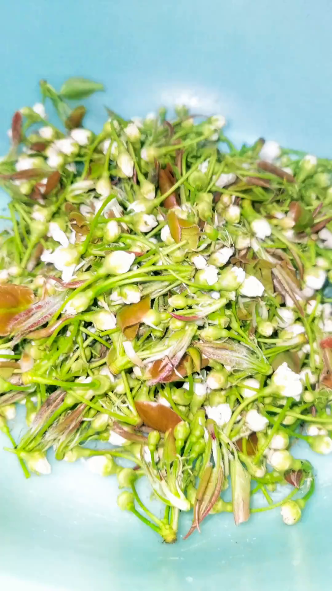 后续:棠梨花小炒肉,好吃又下饭 懒人快手菜