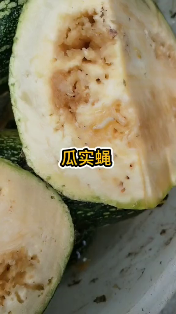 瓜蛆是瓜实蝇把卵产在瓜里边,然后孵化成一窝虫子的-度小视