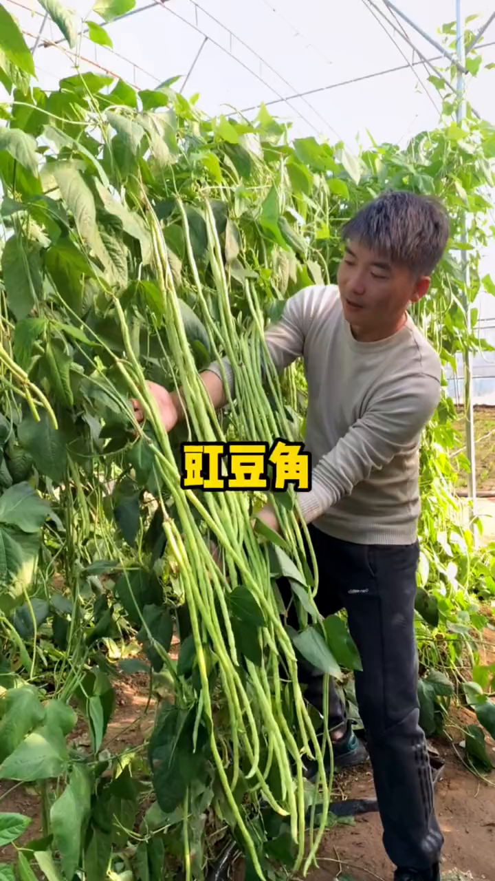 家里有个小院地头的劝你种点豇豆角