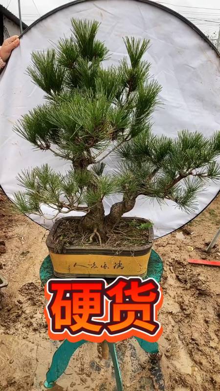 一本双杆硬货黑松黑松盆景盆景艺术分享黑松