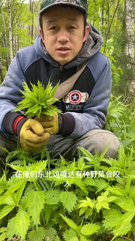 会咬人的草,采山菜的时候一定要注意!
