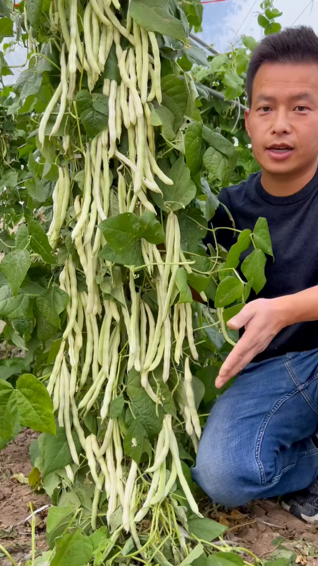 九粒白芸豆,白而不老,结果多