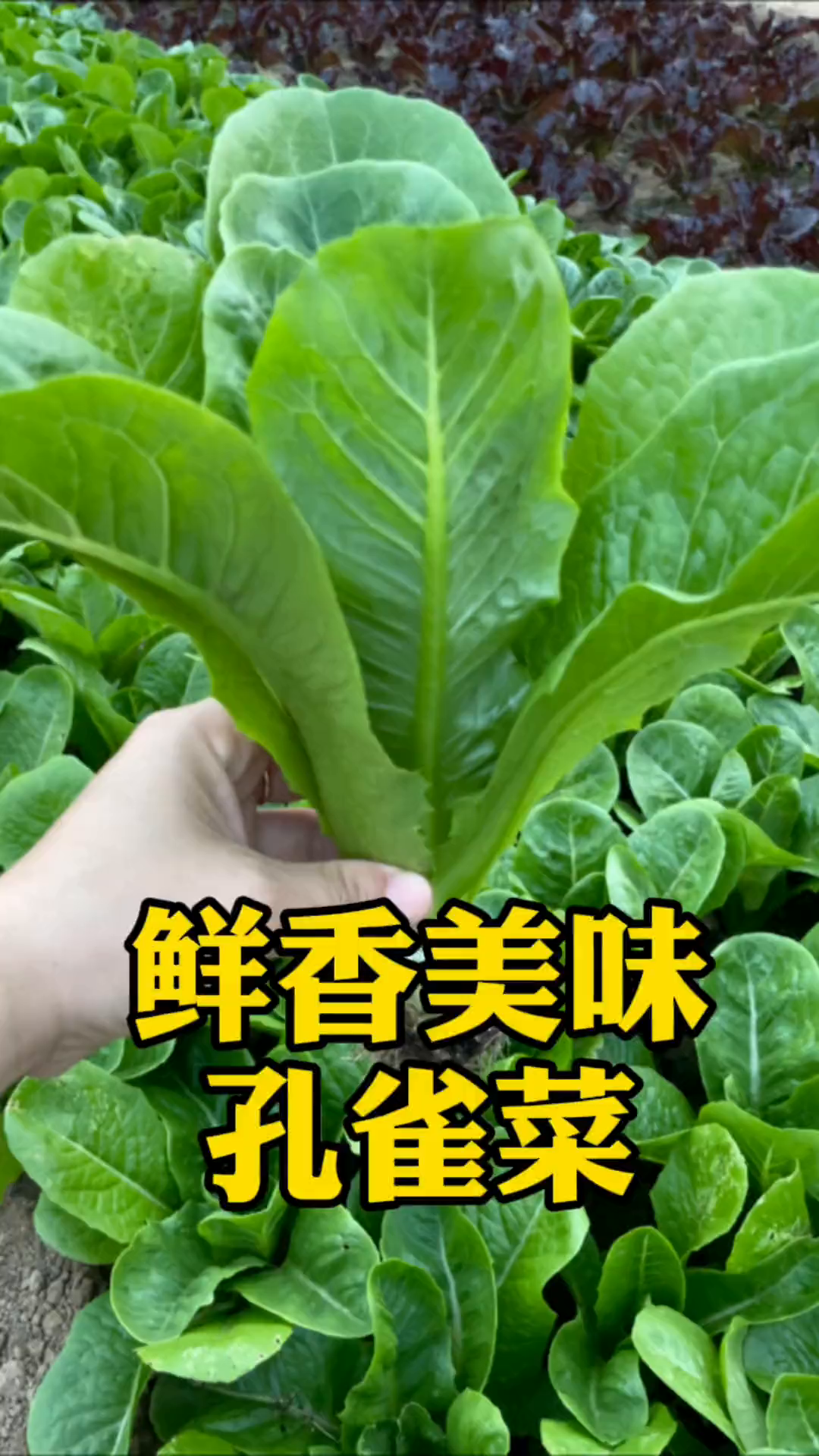 孔雀菜又称为罗马寿司菜
