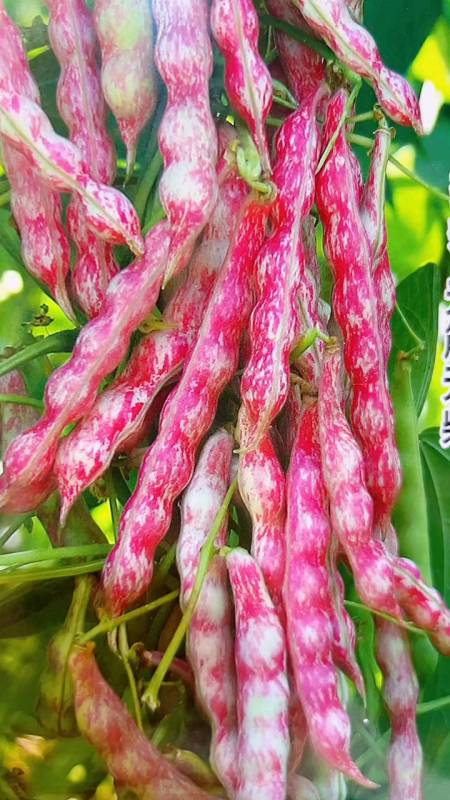 恋秋高产面乎鼓豆豆角吃出健康优质农产品-度小视