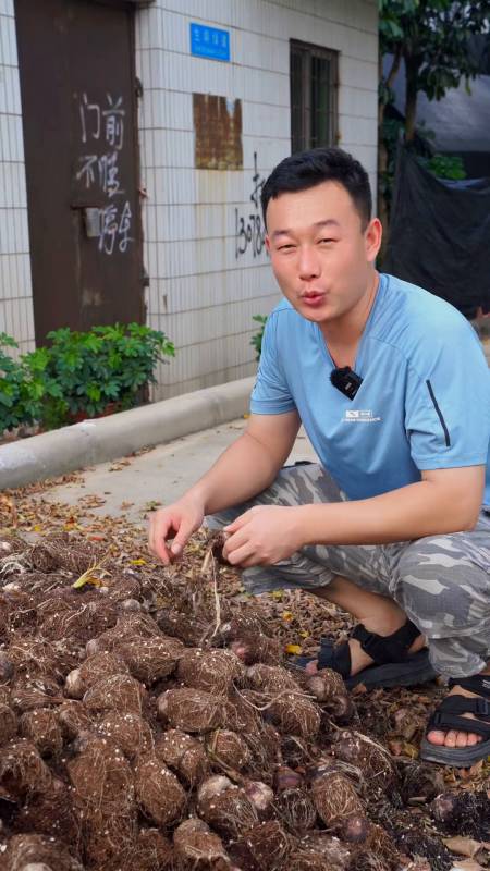 百合花谷贱伤农,种植业大家都伤的不轻-度小视