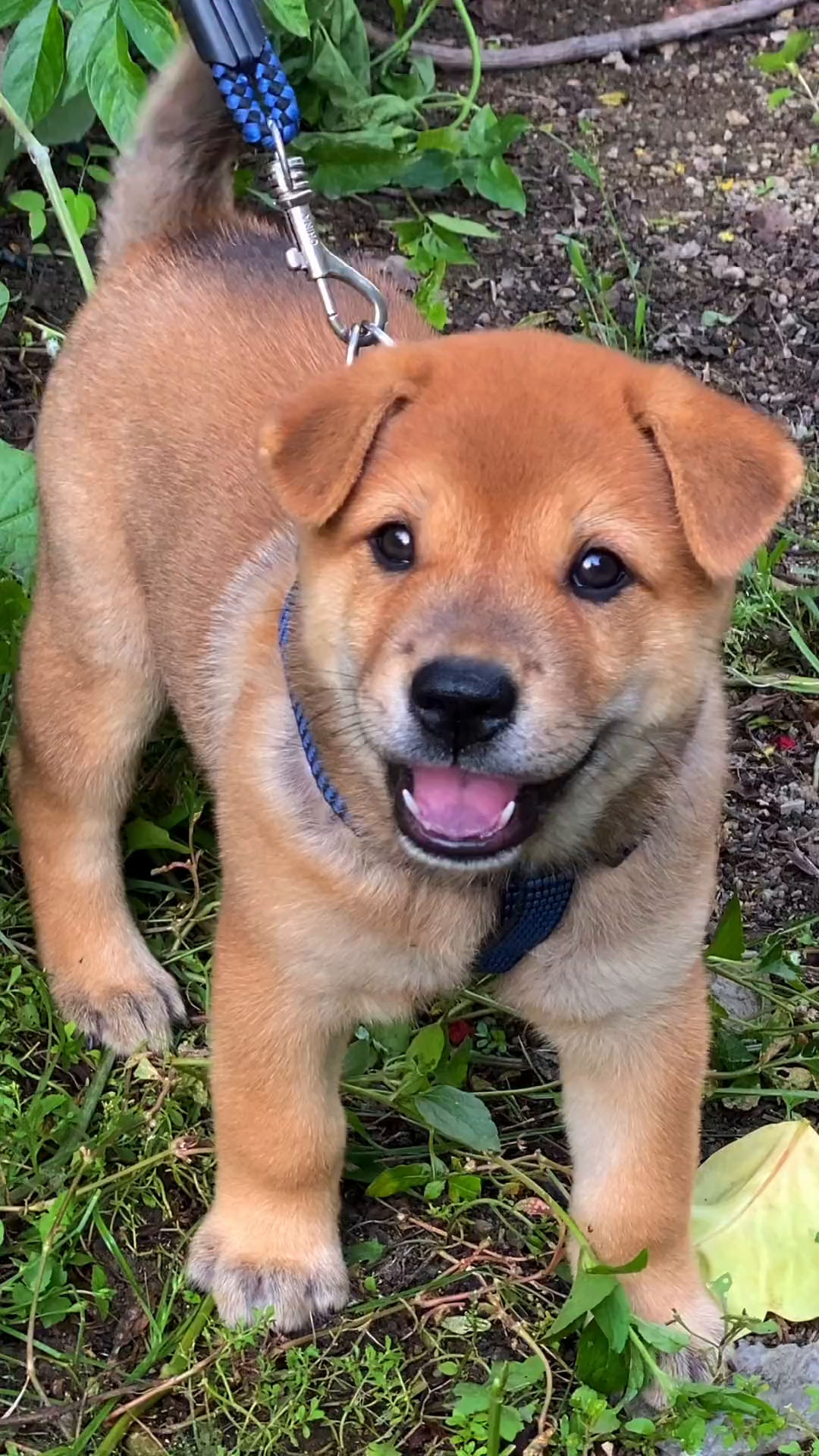 土生土长的大黄狗