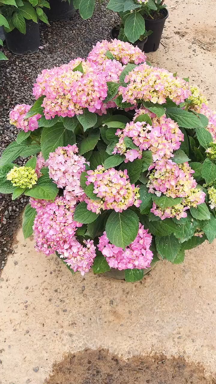 七加仑大盆绣球大海澜绣球花花卉绿植-度小视