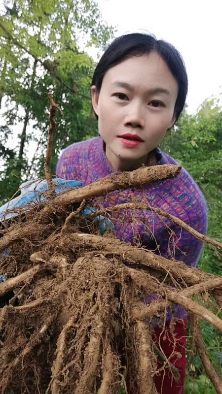 带你了解荨麻,老虎麻采药人的生活大自然的馈赠-度小视