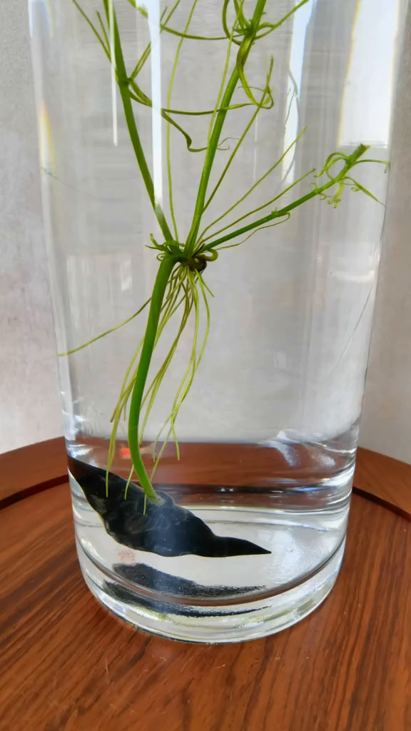 菱角生长迅速,换不起瓶了.水培植物种子盆栽-度小视