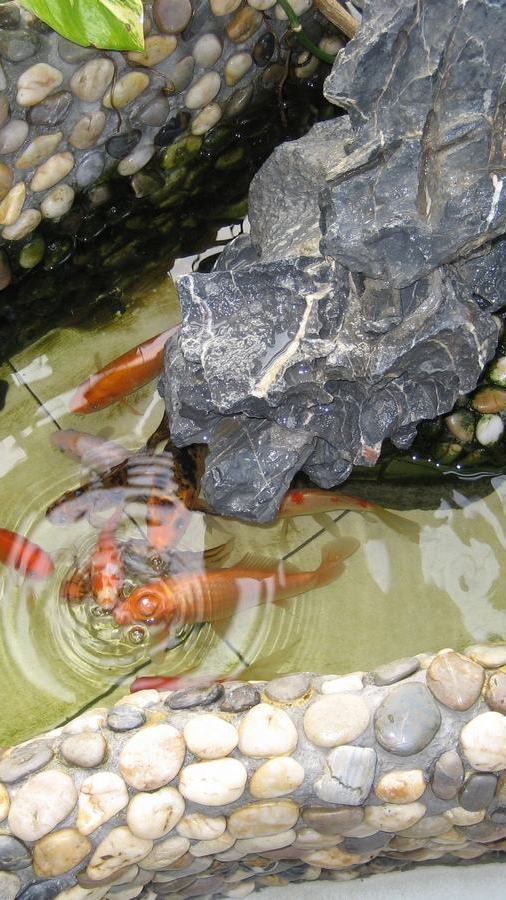 自制的瀑布鱼池景观,能种花能养鱼还带过滤,摆在院子里意境超美!