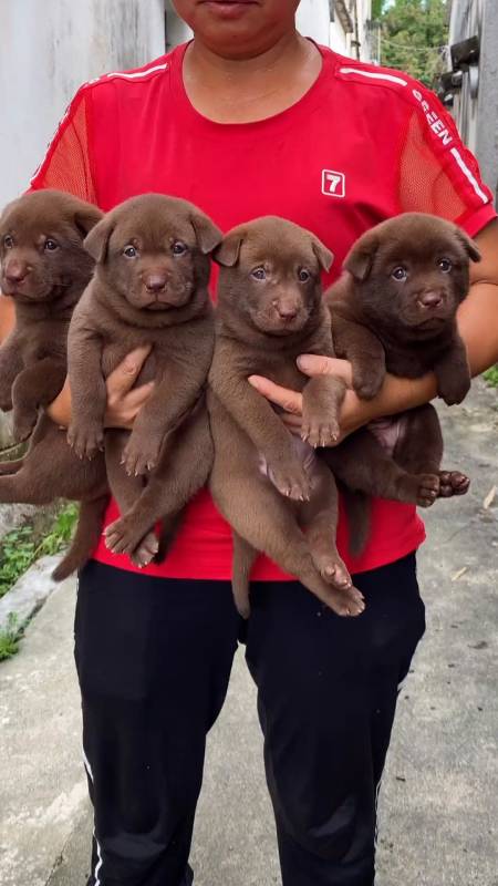 中华田园犬之山牛红,一种少为人知的土狗,这么可爱憨厚的小狗-度小视