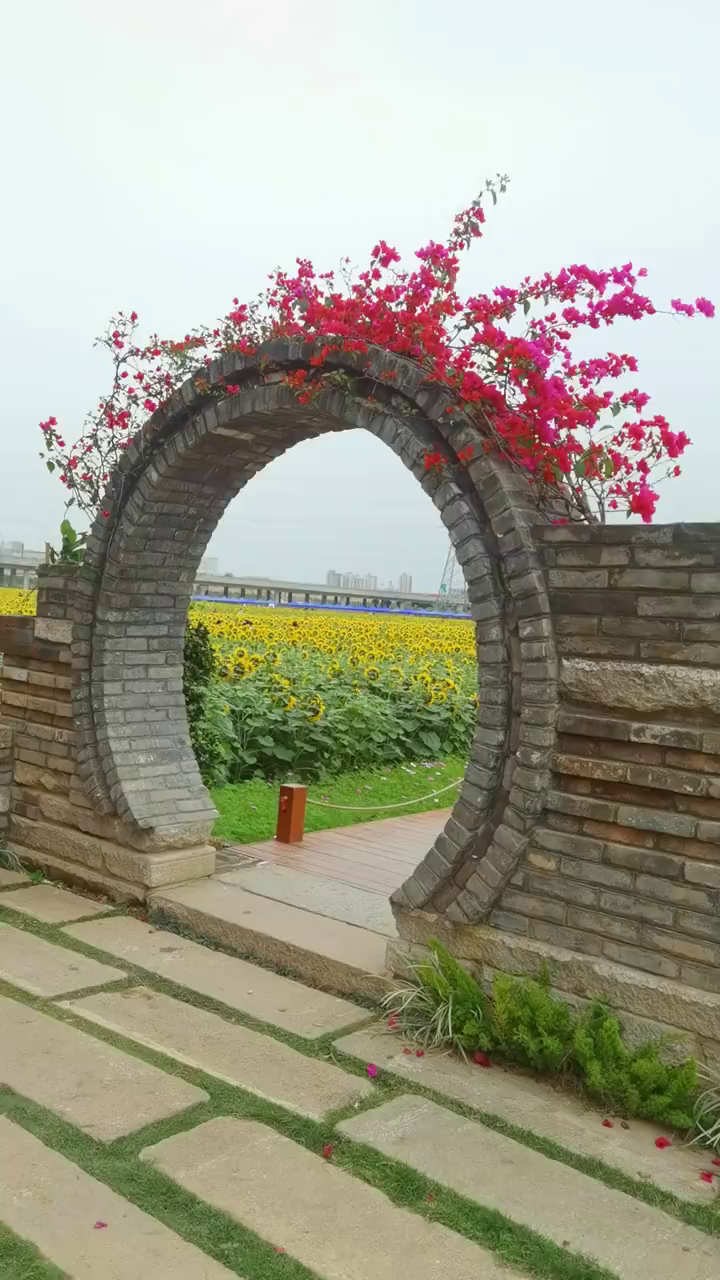 东莞横沥镇村头村一望无际的向日葵花海