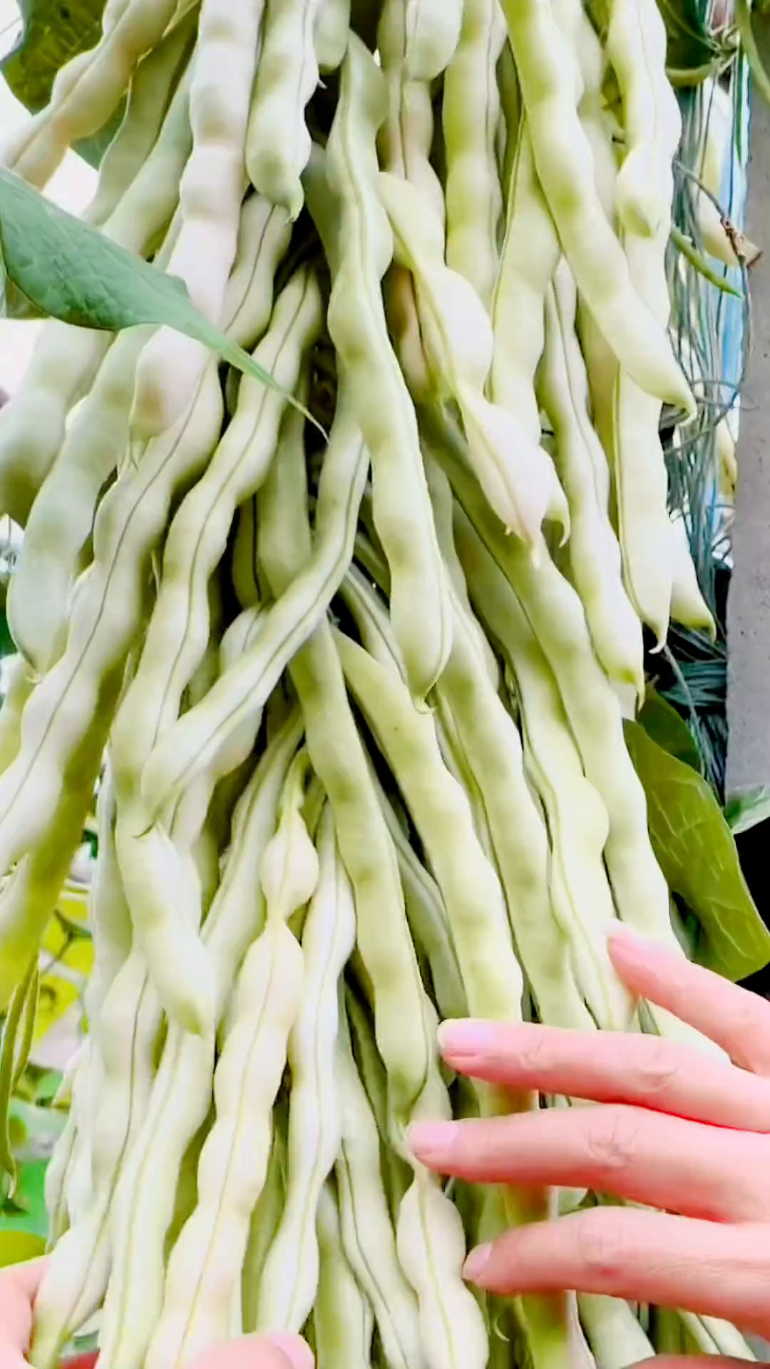 压塌架九粒白芸豆也叫老来少,白而不老,好吃好种结的多-度小视