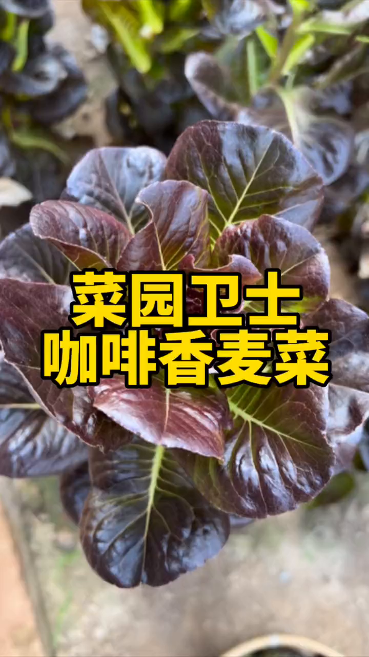 家里种菜,一定种点咖啡香麦菜