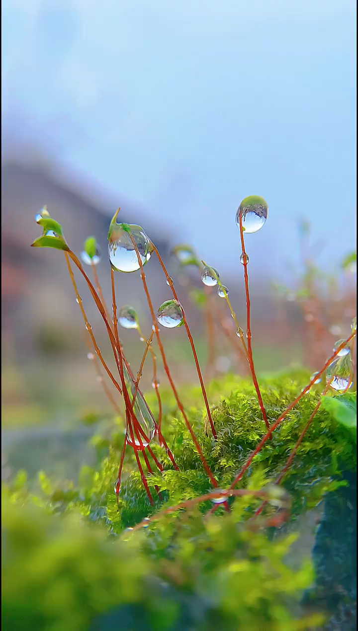 好雨知时节,逢春万物生.雨水至,草木萌,迎一场春雨,等春暖花开