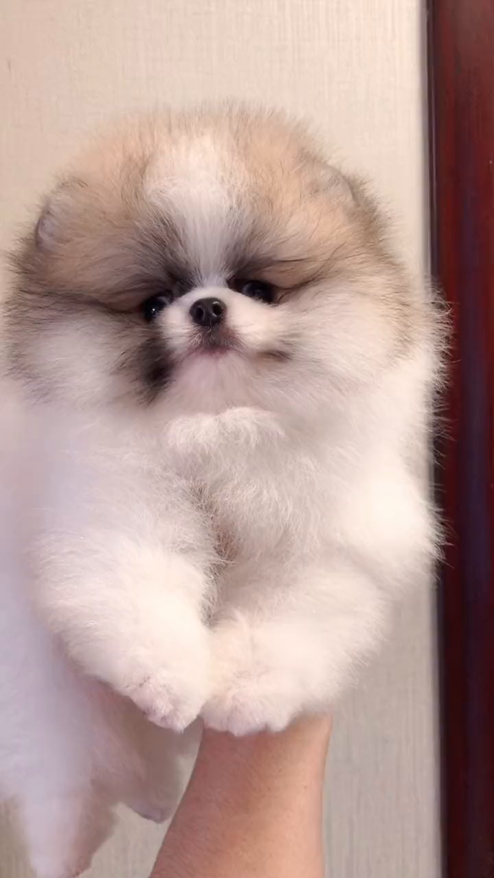 特别的花色特别的爱博美联盟