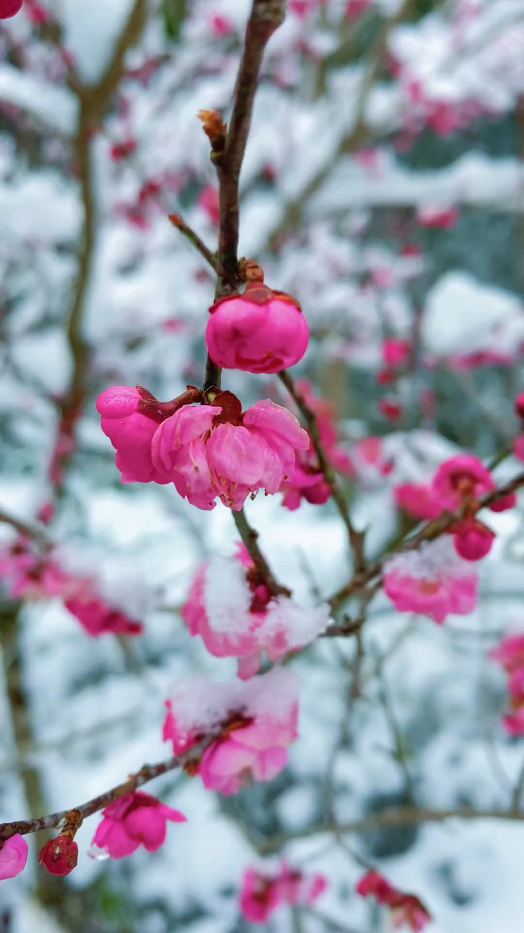 梅花爱雪雪不知,开在雪中做情痴.芳心醉落三千瓣,片片香魂皆成思