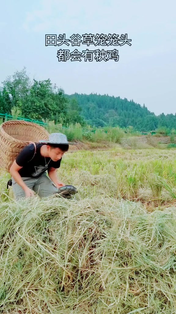 打完谷子捉秧鸡,你们听过秧鸡型顾头不顾尾吗