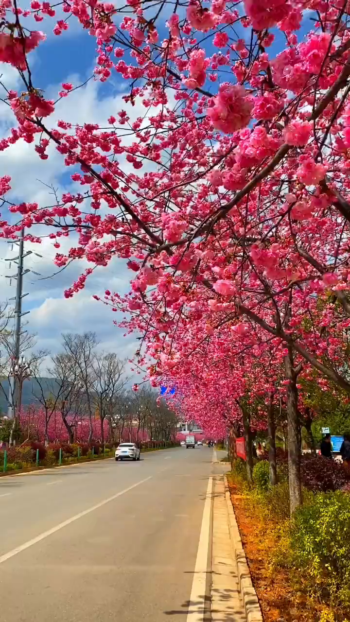 丽江樱花大道图片图片