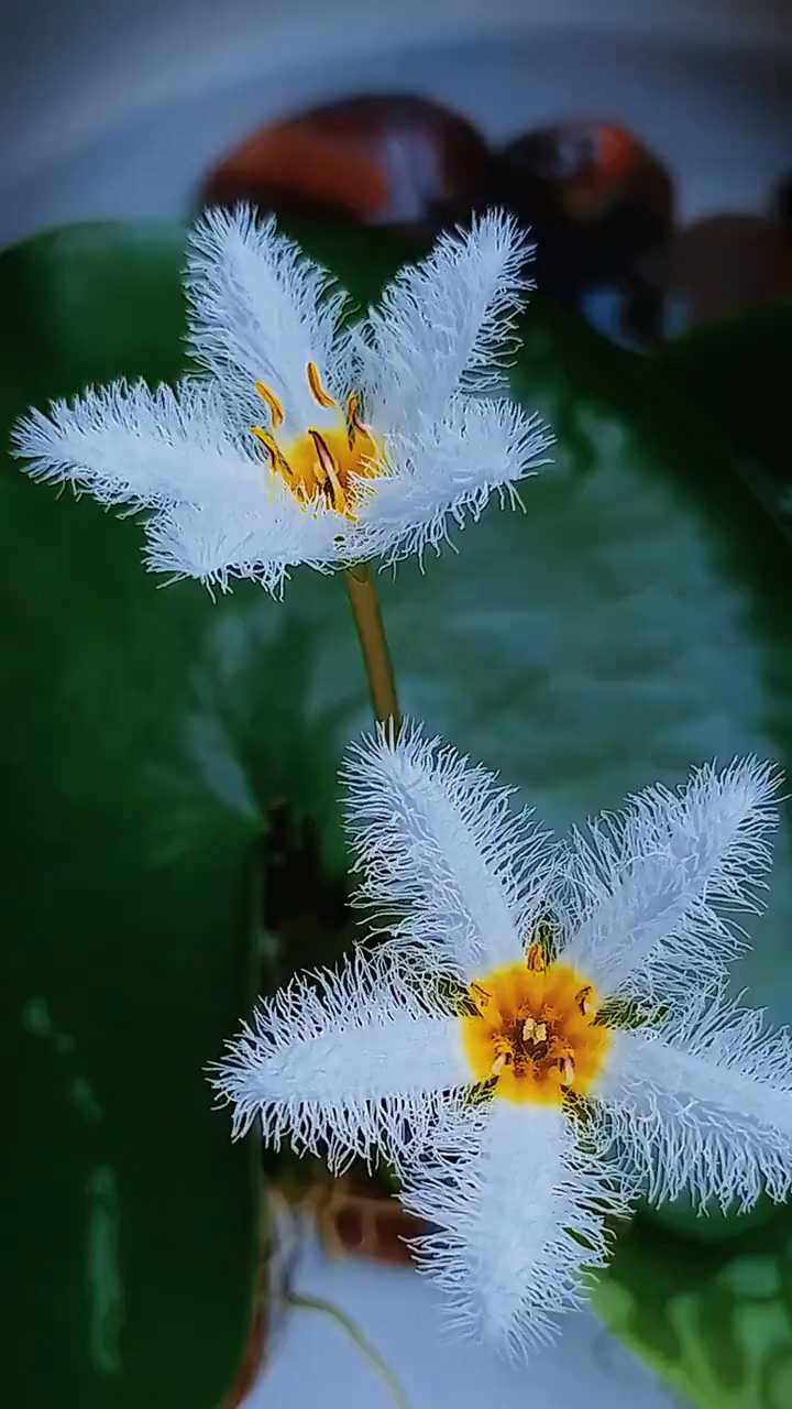 金银莲花花语是期待和盼望白色花瓣就像是一片片羽毛