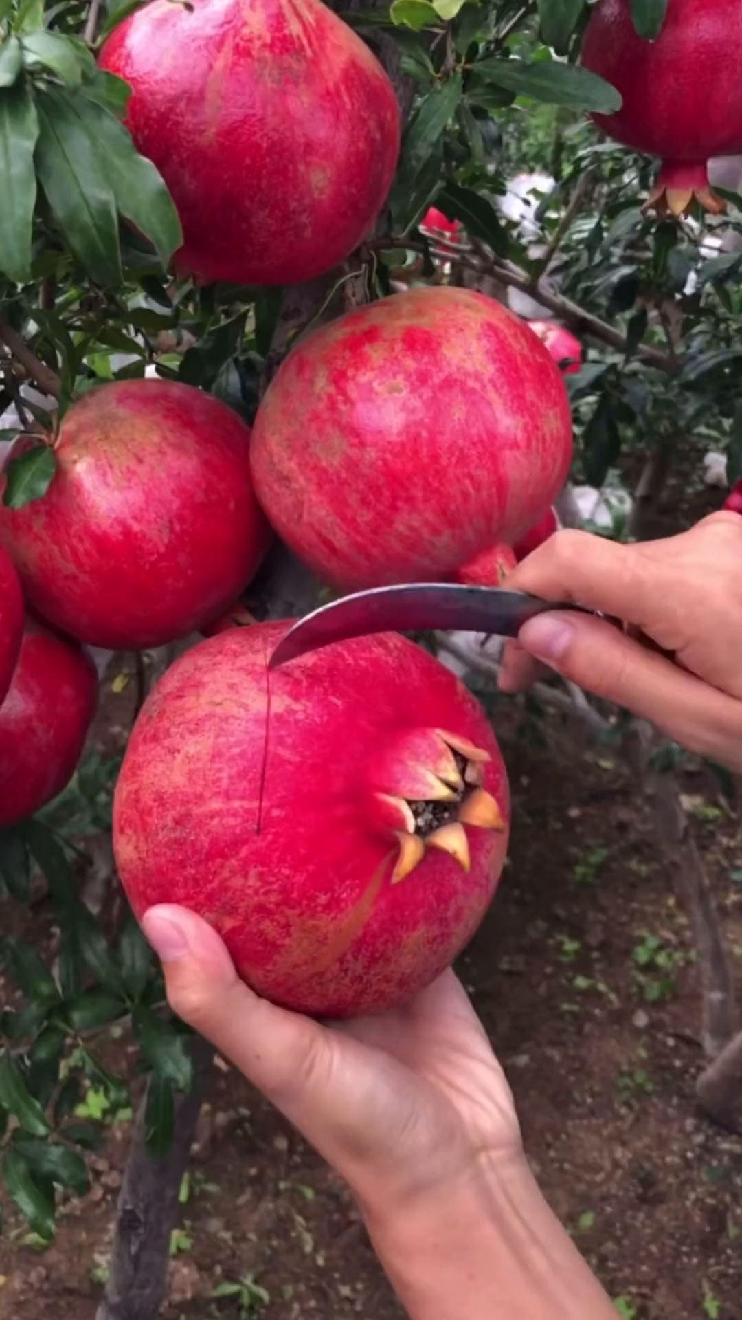 巨无霸黑籽大石榴,抗寒抗旱南北方均可种植