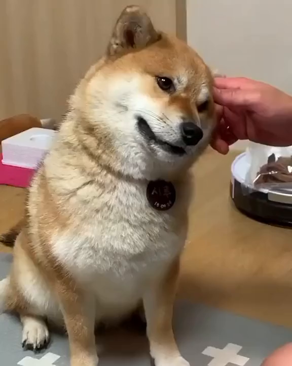 狗子嗯对,就这儿柴犬表情包柴犬挠痒痒日本柴犬-度小视