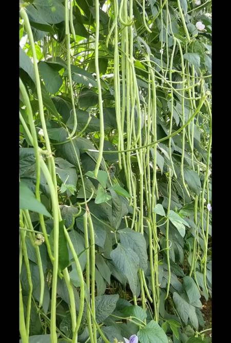 豆角产量高的这方面的管理做的都很到位-度小视