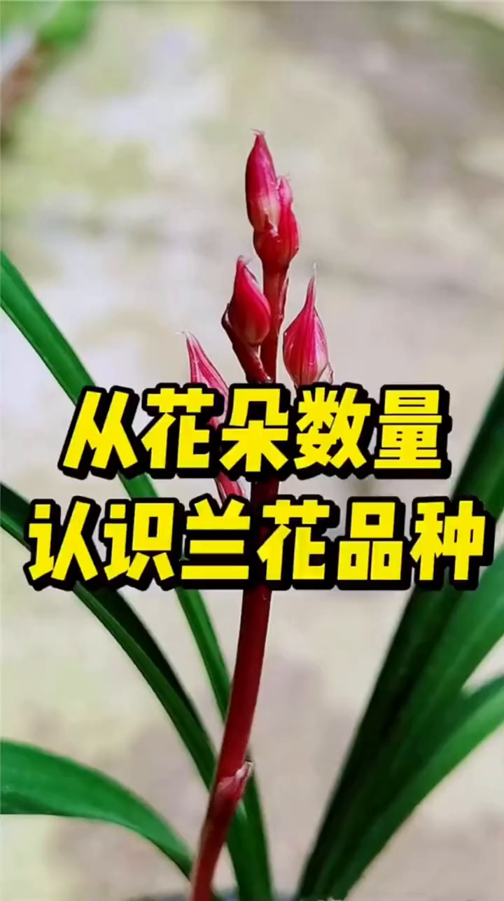 从花朵数量来鉴别兰花!兰花花卉绿植养花盆栽-度小视