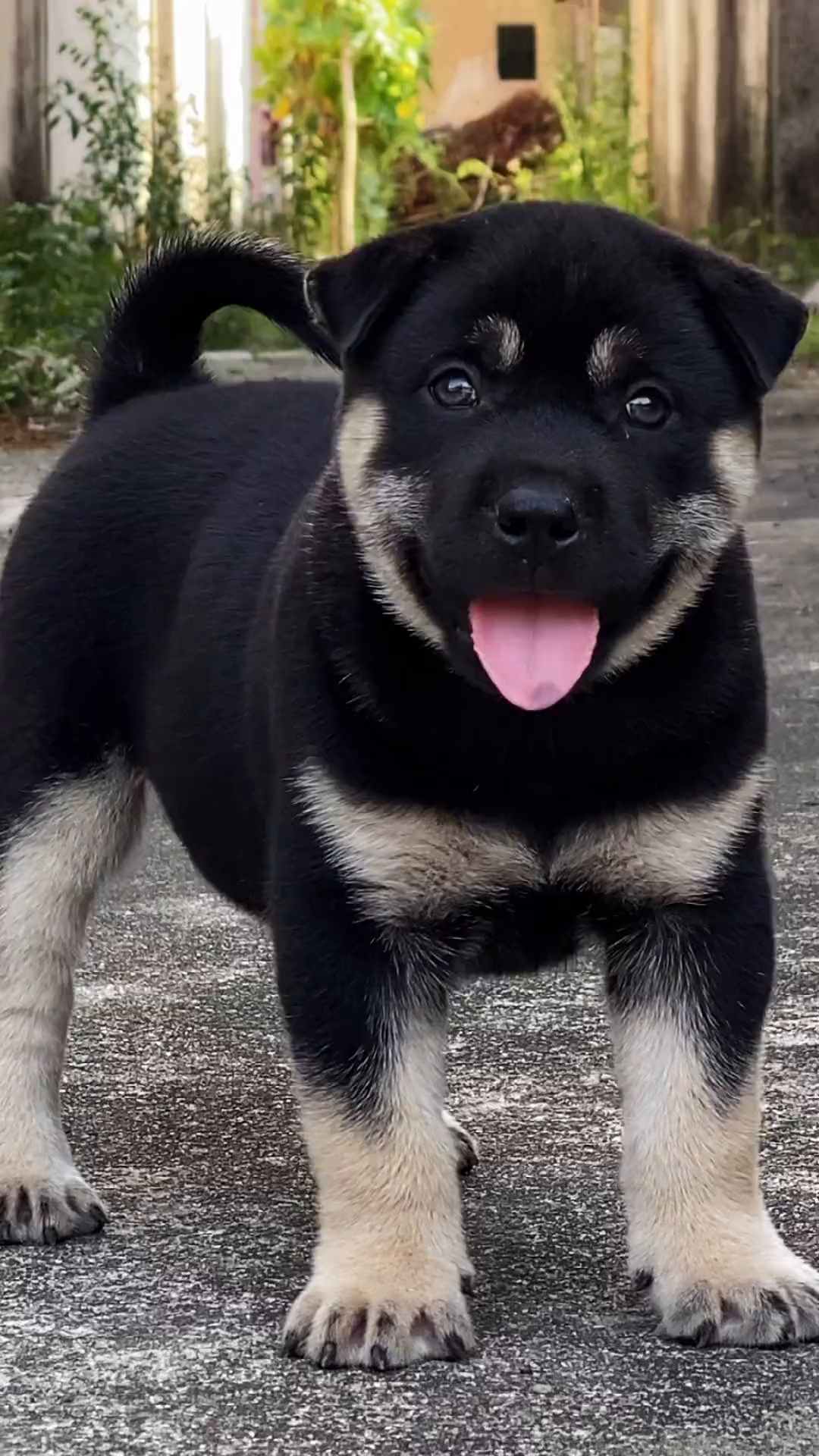 古人称为"四眉犬"有黄四眉和白四眉,即眉斑为黄色和白色,眉斑有大有小