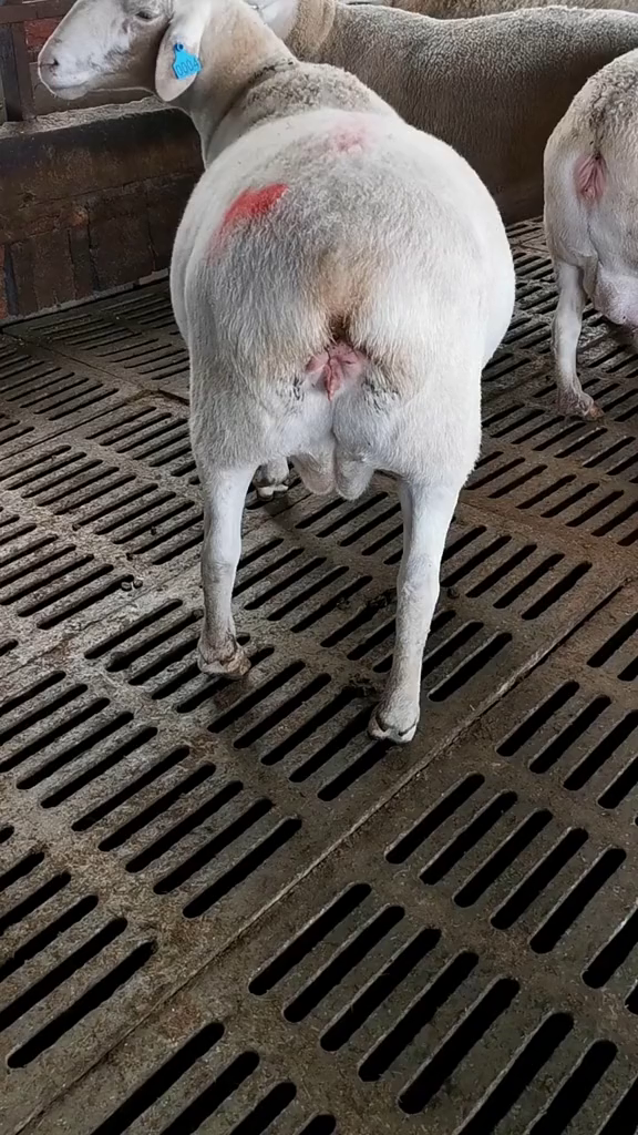 澳洲白绵羊怀孕大母羊求关注啊