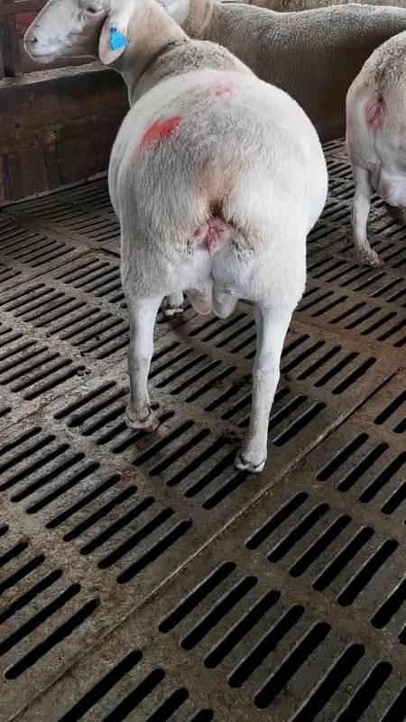 澳洲白绵羊怀孕大母羊求关注啊