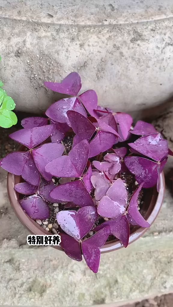 紫叶酢浆草,特别好养