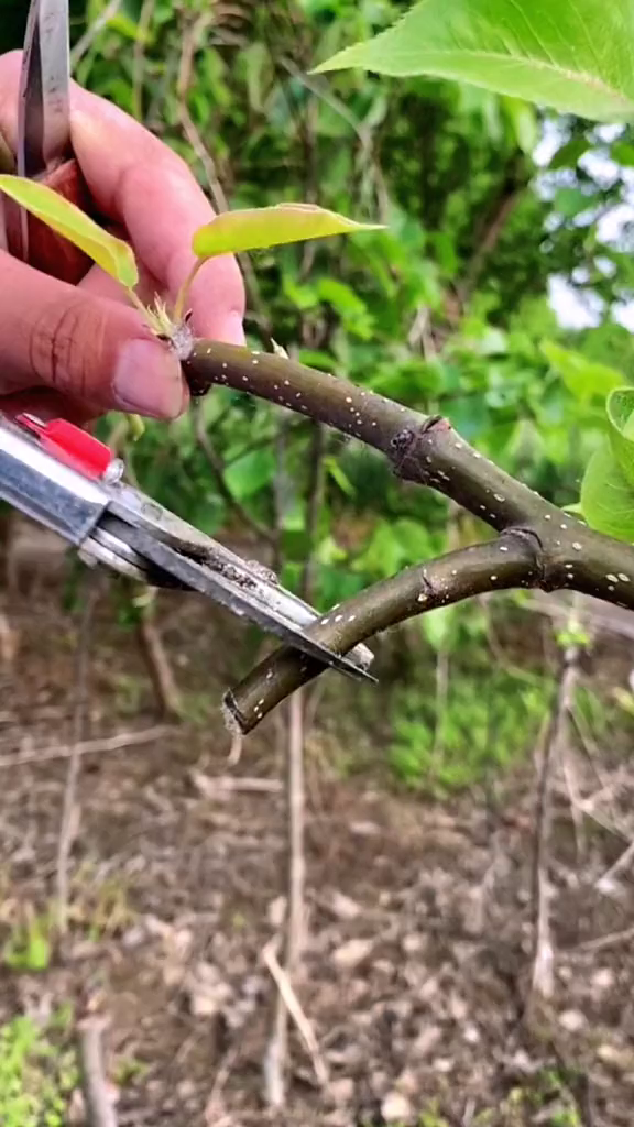 嫁接梨树种植小技巧