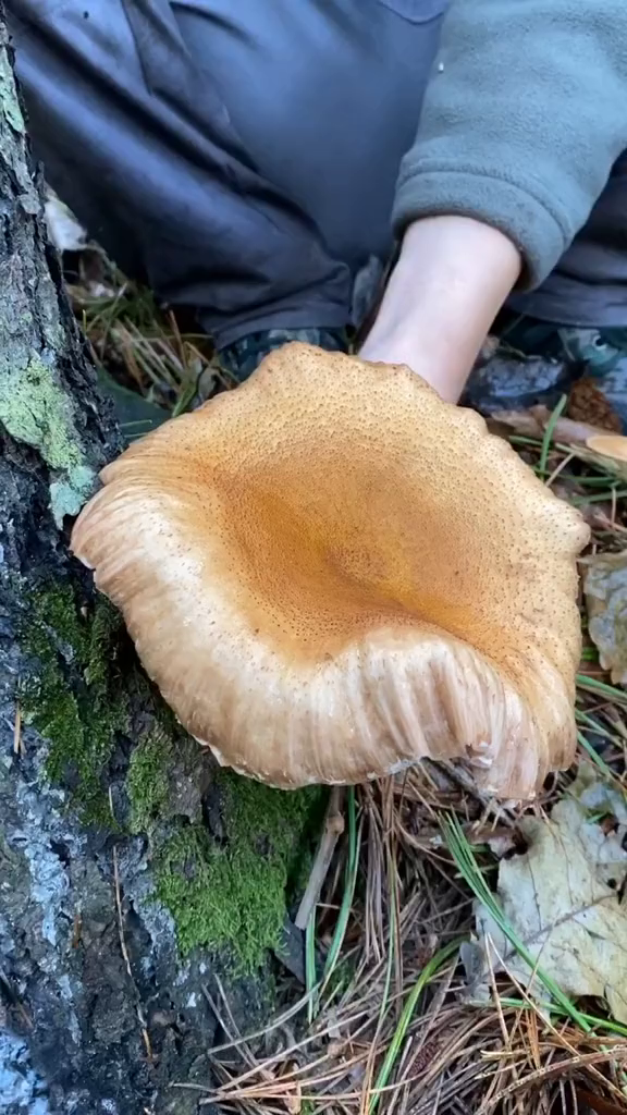 特大号榛蘑你见过嘛?