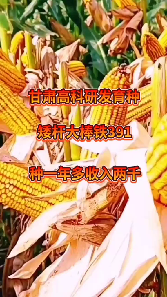 最新国审高产高抗玉米品种矮杆大棒王,高产玉米品种-度小视
